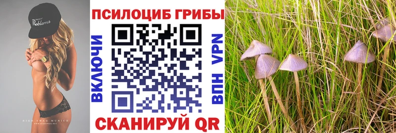 Псилоцибиновые грибы прущие грибы  Юрьев-Польский 